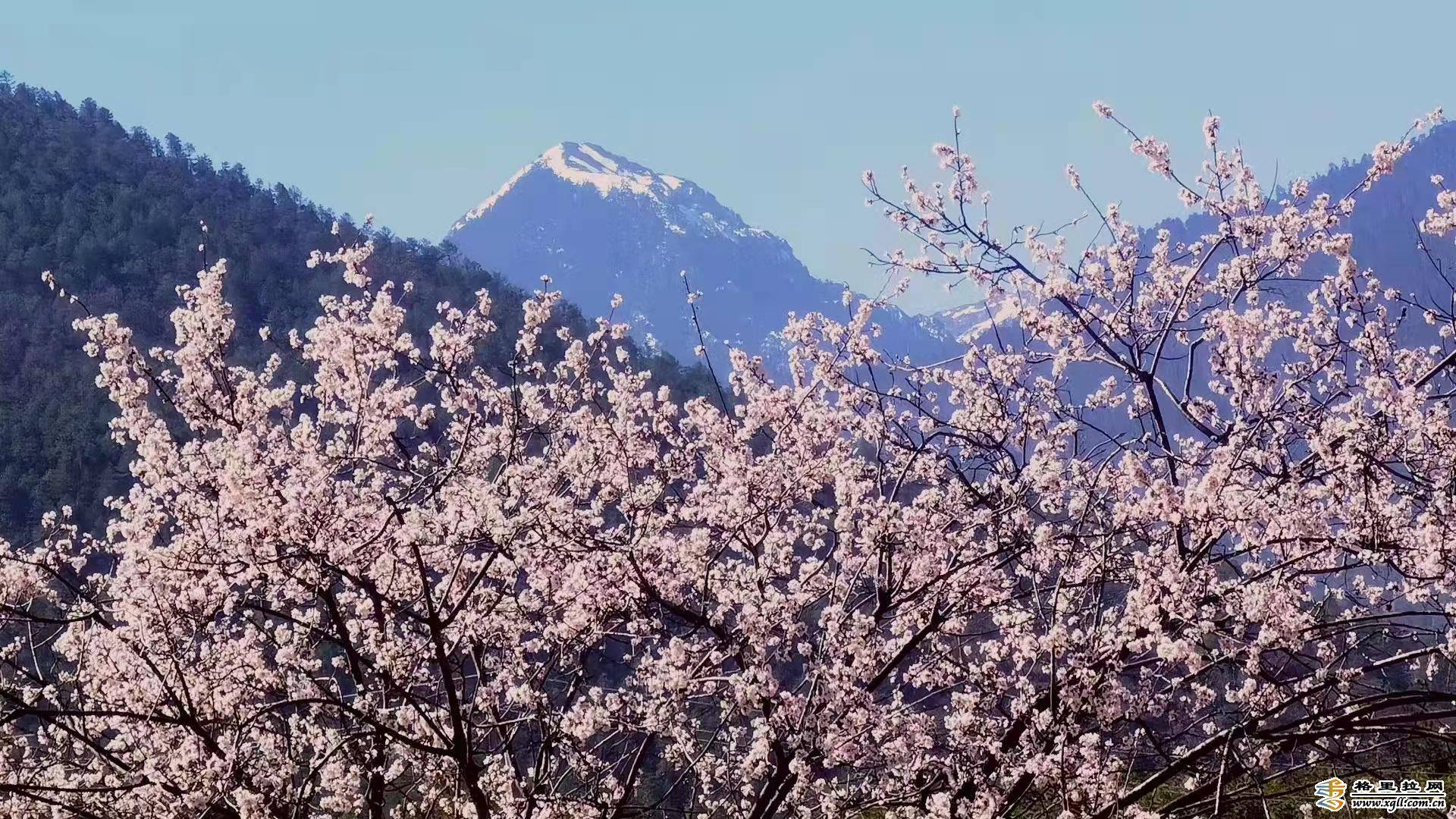 宁可采摘桃花